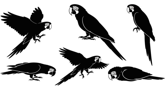 Macaw Parrot Silhouettes in Various Poses ? Tropical Bird Icons