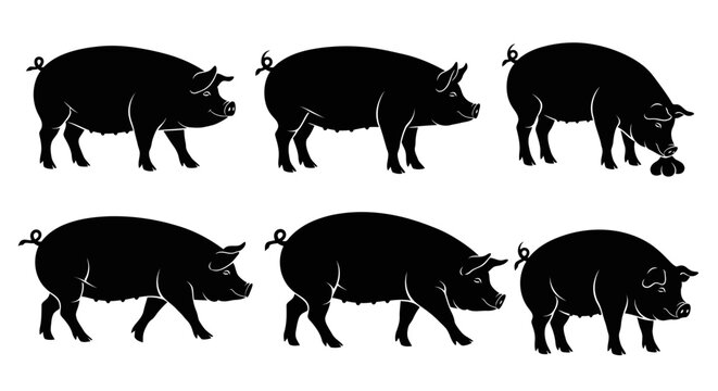Set of Pig Silhouettes in Various Poses