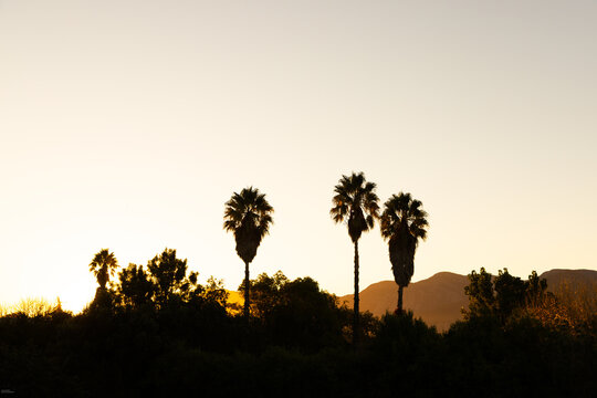 silhouette of palm trees at sunset, Stanford, South Africa