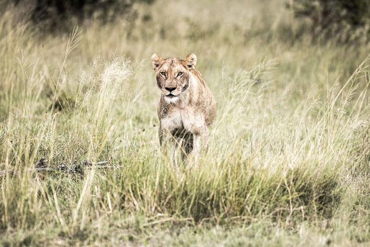 charging lioness, Moremi Reserve, Botswana, Africa