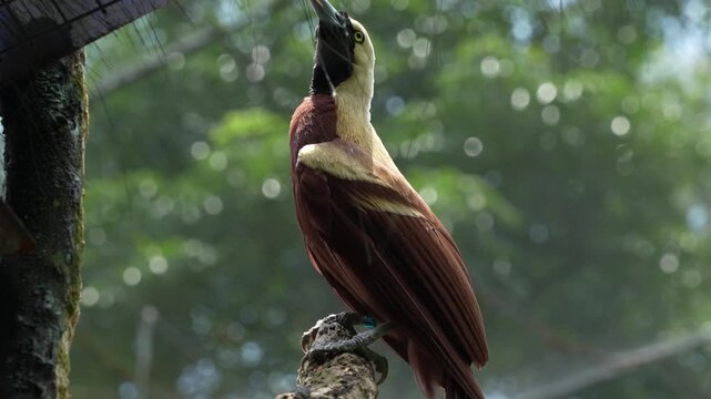 Arfak Astrapia Perched on Branch Looking Up - Indonesia in 4K