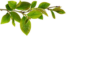 Fresh green leaves in a spring top corner arrangement isolated on white or transparent background