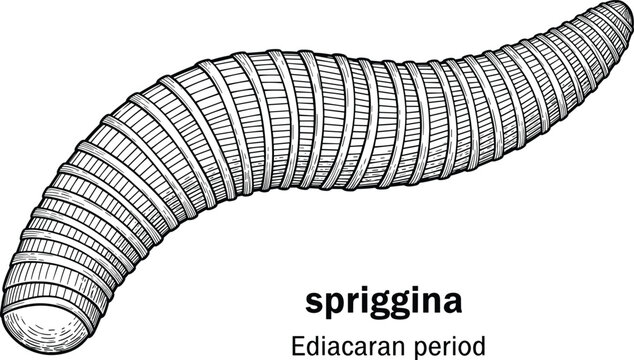 Spriggina worm from ediacaran period illustration.