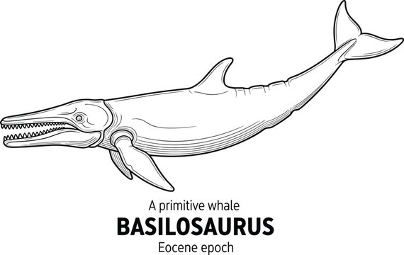 Basilosaurus primitive whale prehistoric marine mammal Eocene epoch line drawing.