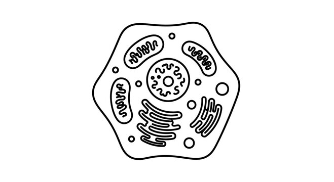 Human Cell Diagram: Mitochondria, Nucleus, Golgi Apparatus, Endoplasmic Reticulum