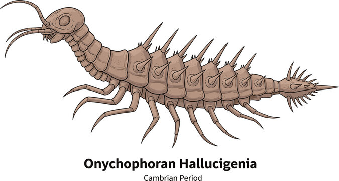 Onychophoran Hallucigenia Cambrian period bizarre ancient creature fossil illustration.