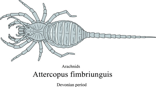Attercopus fimbriunguis arachnid fossil from Devonian period ancient arthropod illustration.
