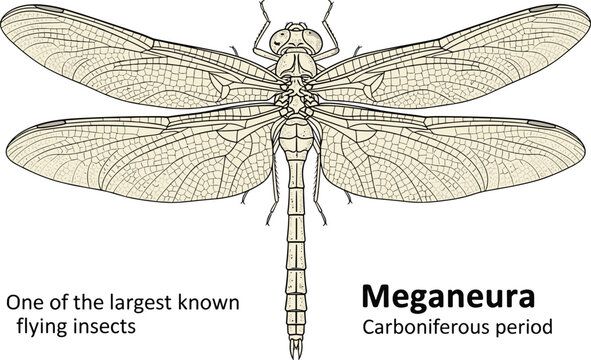 Meganura dragonfly, giant insect from Carboniferous period, prehistoric flying creature illustration.