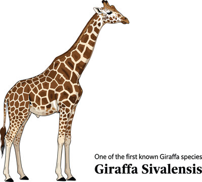 Giraffa sivalensis one of first known giraffa species scientific illustration.