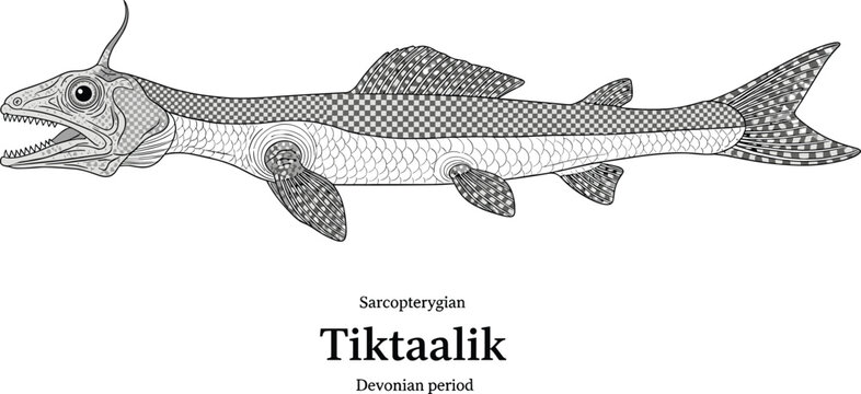 Sarcopterygian tiktaalik fish from Devonian period scientific illustration.