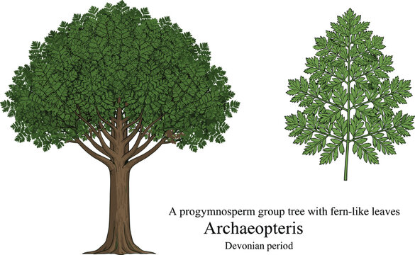 Archaeopteris progymnosperm tree illustration, with fern-like leaves from Devonian period.