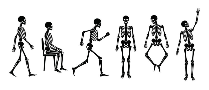 Human Skeleton Poses Set, Black Silhouette Collection Walking Sitting Running Standing Jumping Waving, Anatomy Bone Structure Illustration Isolated on White Background for Medical Design and Halloween
