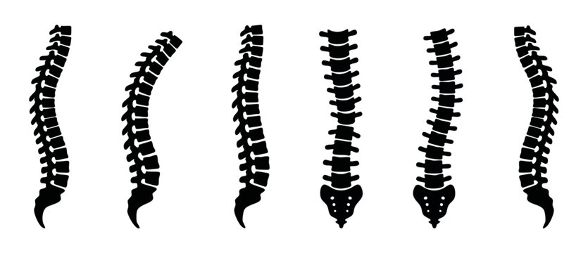 Human Spine Anatomy Vector Set, Spinal Column Posture Curves Collection for Orthopedic Medical Diagrams, Chiropractic Health Assessment Icons, Skeletal System Biology Illustration, Isolated Black Silh