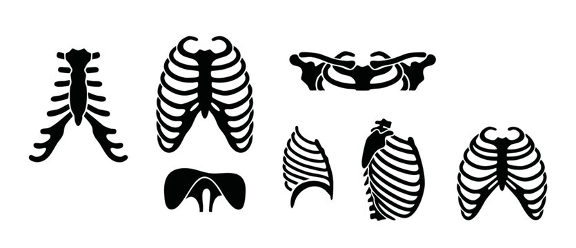Human Rib Cage Anatomy Icons Set, Chest Bone Skeletal Structure Vector Illustration for Medical Education, Orthopedic Research and Biology Science Design Elements Isolated on White Background Graphic