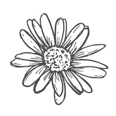 Fototapeta premium Hand drawn Chamomile Flower Sketch Illustration