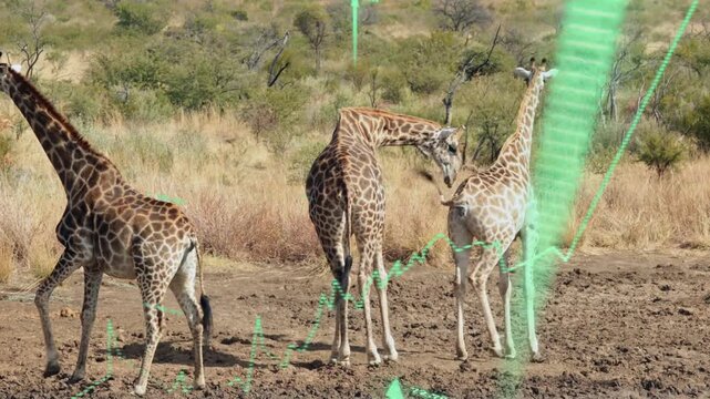 Vertical video: Left giraffe moving, center necking right for bonding, data overlays occluding view