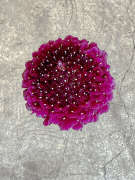 Burgundy Focal Scoop Scabiosa Flower