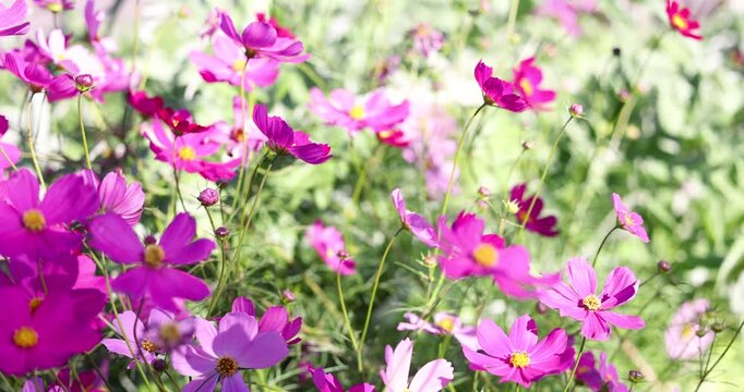 A field of beautifully vibrant garden cosmos flowers (Cosmos bipinnatus), also known as Mexican aster or cosmea gently swaying in the afternoon light. Captured in slow motion from a low perspective.