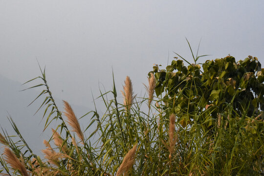Panoramic view of Sittong, Darjeeling, West Bengal, India. Panoramic view of blue mountains peaks ridge.