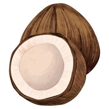 Illustration of Whole and Halved Coconut