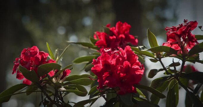 Bright Red Rhododendron Blossoms in Gorgeous Backdrop