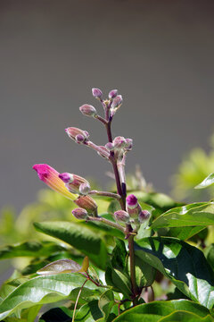 Pink trumpet flower buds