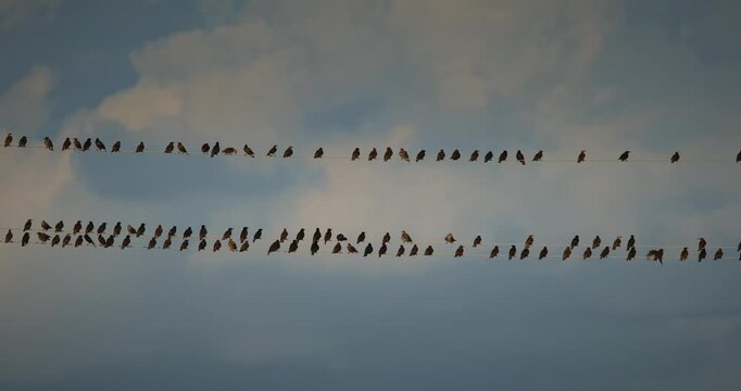 slow motion video of a massive flock of starlings sitiing on wires.