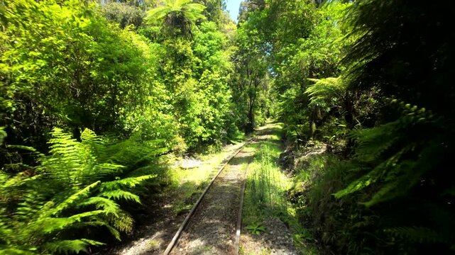 Front View From Moving Train Through Dense Forest