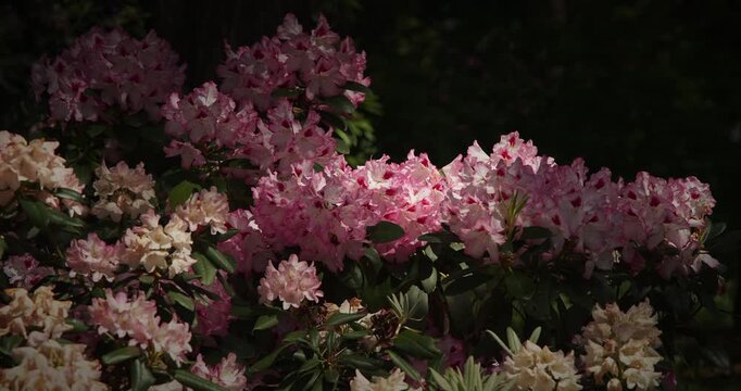 Bright Pink Rhododendrons Bathed in Soft Morning Light