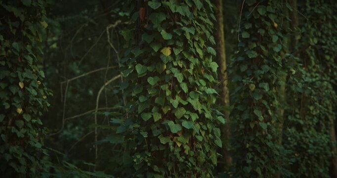 Thick Green Ivy Vines Climbing Up Old Tree Trunk in Dense Forest