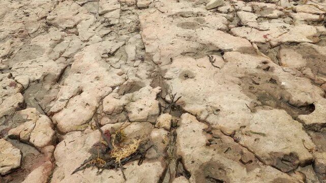 Smooth flat rocks formed from flowing sea water low tide scene stock footage