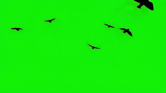 A flock of black birds flying bottom left to up right quickly, a group of pigeons or ravens silhouette chroma key green screen. Silhouettes of Migrating Birds in motion in the sky. Crows or Swallows.