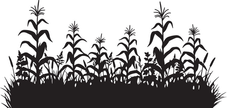 Silhouette of cornfield plants and grasses on transparent background for design.