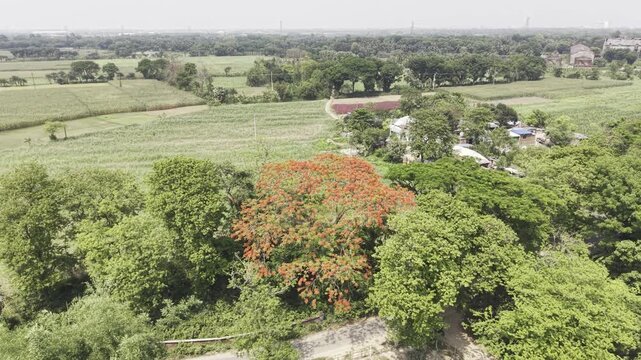 Cinematic drone capture of a beautiful red flamboyant tree canopy.