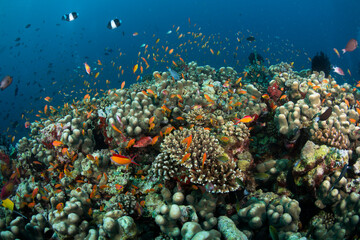 Fototapeta premium Colorful coral reef teems with fish and life in an underwater scene near a tropical island