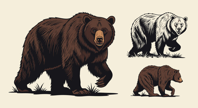 Illustration of three bears in different styles and poses.