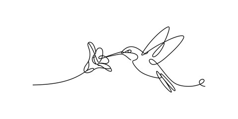 Single line drawing of a hummingbird feeding from a flower Vector, illustration © Shreemoti