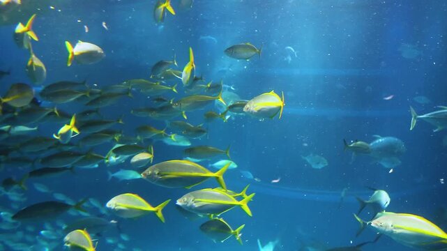 Large school of golden trevally swimming in clear blue water aquarium environment.