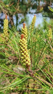 Flower Vertical Video Slow Motion 4K Close up of yellow pine catkins or pollen on a pine branch