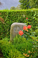 kleiner Grabstein hinter einer Rose auf einem Friedhof in Köln  © Blende8