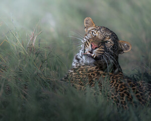 Beautiful portarait for leopard in Masai Mara © ahmed