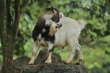 Side view of a male pygmy goat standing on a rock observing its surroundings during the day © Pitokung