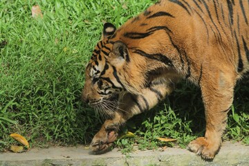 Obraz premium Close up of a sumatran tiger walking slowly on the grass during the day