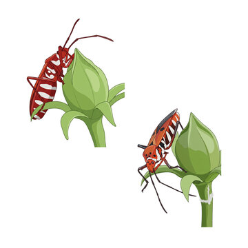 Collection of red cotton stainer bugs perched on flower pistils