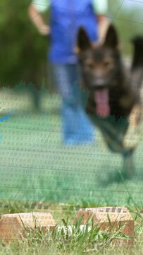 Vertical video: Owner walking behind in dog training, dog sniffing bricks, charts overlaying frame