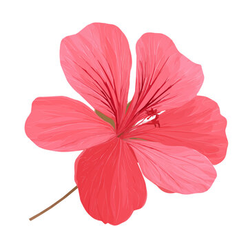 Geranium Flower, illustrated as a clean 2D flat vector icon isolated on a white background