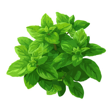Spearmint, illustrated as a clean 2D flat vector icon isolated on a white background