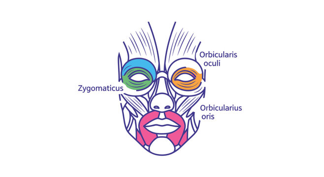 Facial Muscles Anatomy Diagram: Zygomaticus, Orbicularis Oculi, Orbicularis Oris