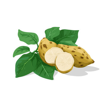 Wild Yam, illustrated as a clean 2D flat vector icon isolated on a white background