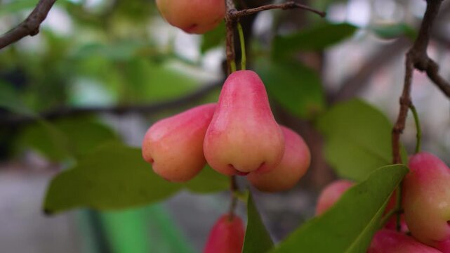 Fresh rose apple fruits hanging on tree branch close up 4k video